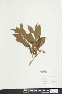 Leucothoe racemosa image