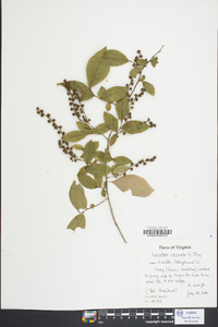 Leucothoe racemosa image