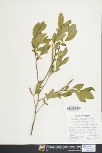 Leucothoe racemosa image