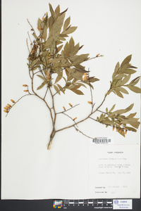 Leucothoe racemosa image