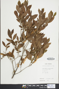 Leucothoe racemosa image