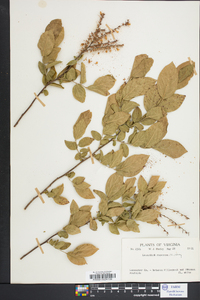 Leucothoe racemosa image