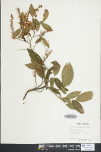 Leucothoe racemosa image