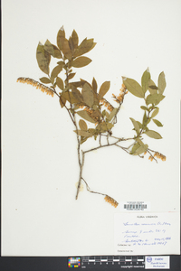 Leucothoe racemosa image