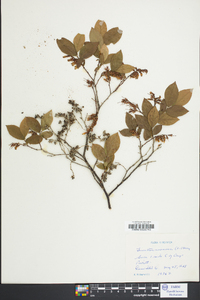 Leucothoe racemosa image