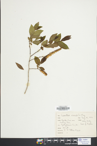 Leucothoe racemosa image