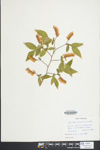 Leucothoe racemosa image