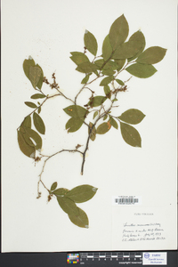 Leucothoe racemosa image