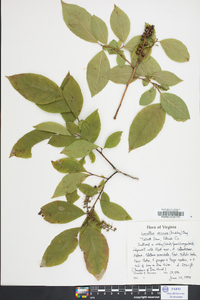 Leucothoe recurva image