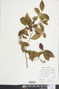 Leucothoe recurva image