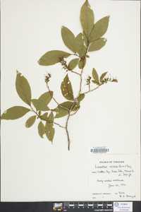 Leucothoe recurva image