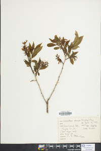 Leucothoe recurva image