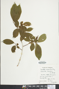 Leucothoe recurva image