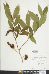 Leucothoe recurva image