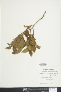 Leucothoe recurva image