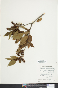 Leucothoe recurva image