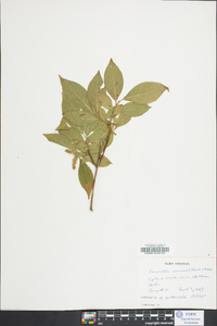 Leucothoe recurva image