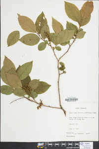 Leucothoe recurva image