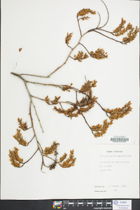 Leucothoe recurva image