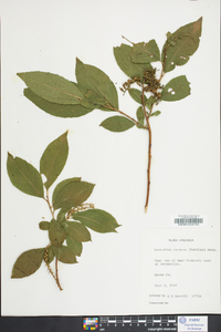 Leucothoe recurva image