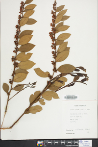 Lyonia lucida image