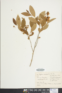 Lyonia mariana image