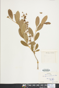 Lyonia mariana image