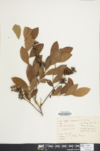 Lyonia mariana image