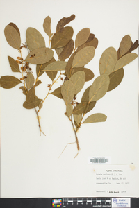 Lyonia mariana image