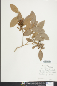 Lyonia mariana image