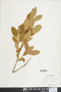 Lyonia mariana image