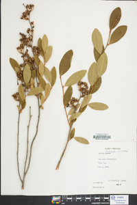 Lyonia mariana image