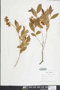 Lyonia mariana image