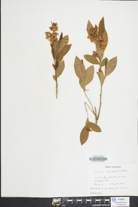 Lyonia mariana image