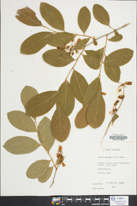 Lyonia mariana image