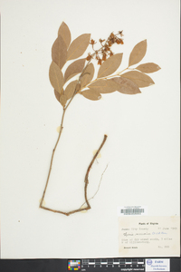 Lyonia mariana image