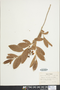 Lyonia mariana image