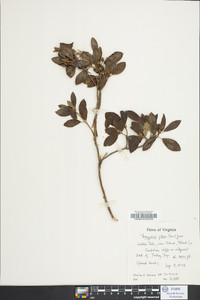 Lyonia mariana image