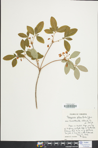 Rhododendron pilosum image