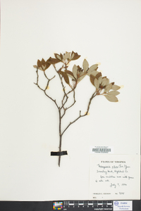 Rhododendron pilosum image