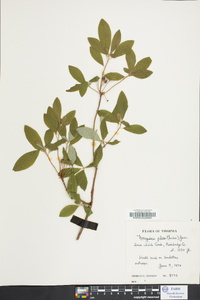 Rhododendron pilosum image