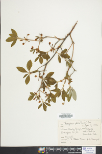 Rhododendron pilosum image