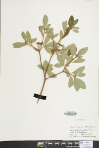 Rhododendron pilosum image