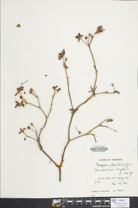 Rhododendron pilosum image