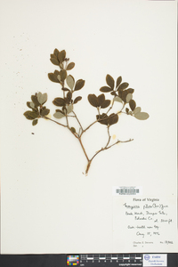 Rhododendron pilosum image