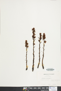 Hypopitys monotropa image