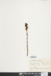 Hypopitys monotropa image