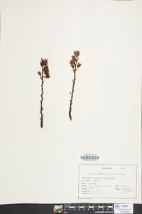 Hypopitys monotropa image