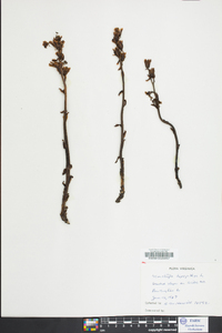 Hypopitys monotropa image