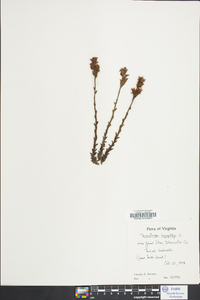 Hypopitys monotropa image